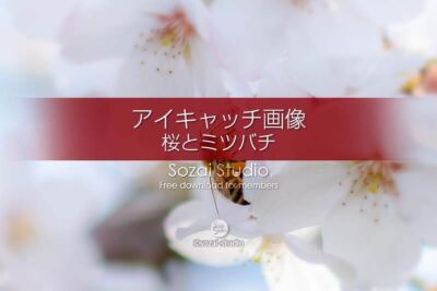 桜の花びら画像〜桜とミツバチ：ブログ記事無料アイキャッチ画像