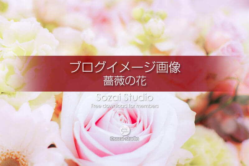 ブログ記事用無料イメージ画像：花シリーズ薔薇の花（2）４素材