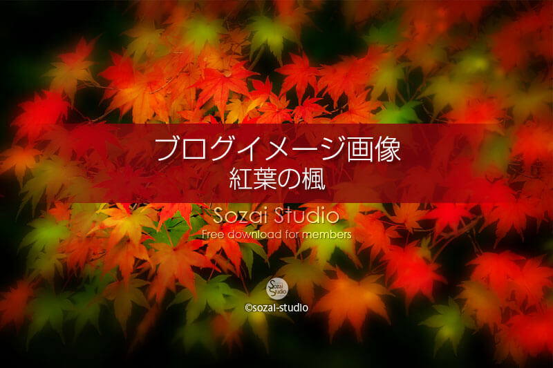 ブログ記事用無料イメージ画像：秋の象徴 紅葉のカエデ４素材