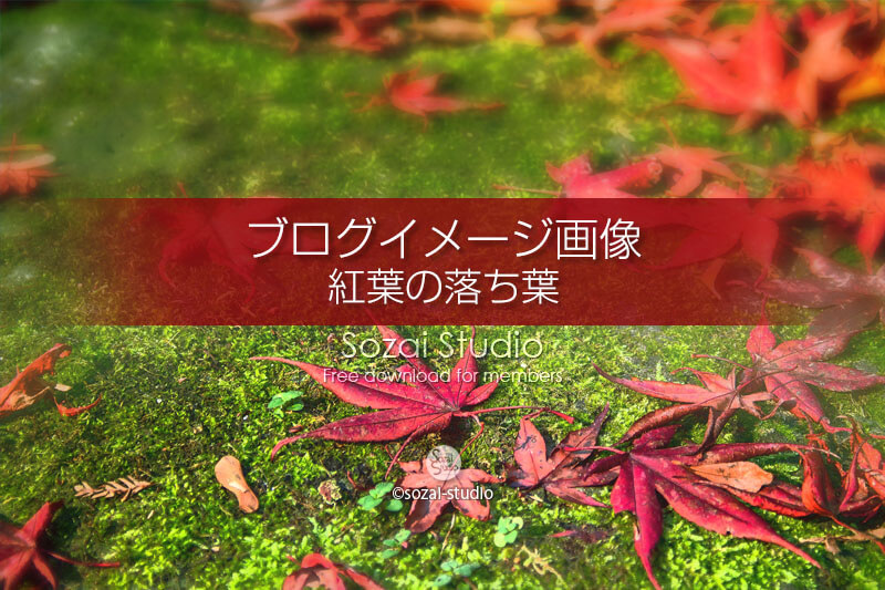ブログ記事用無料イメージ画像：紅葉の落ち葉 苔の上のモミジ４素材