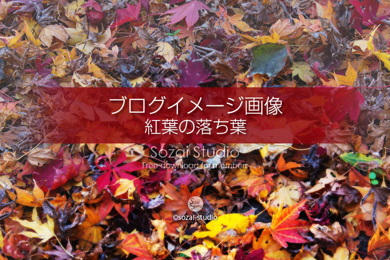 ブログ記事無料アイキャッチ画像：色とりどり紅葉の落ち葉４素材