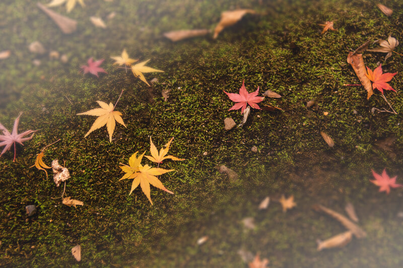 ブログ記事用無料イメージ画像：紅葉の落ち葉 侘び寂び４素材｜素材スタジオ