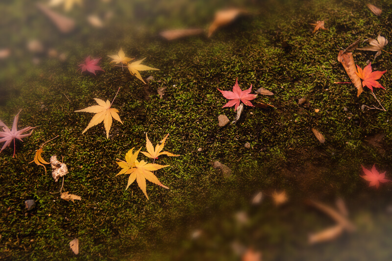 ブログ記事用無料イメージ画像：紅葉の落ち葉 侘び寂び４素材｜素材スタジオ