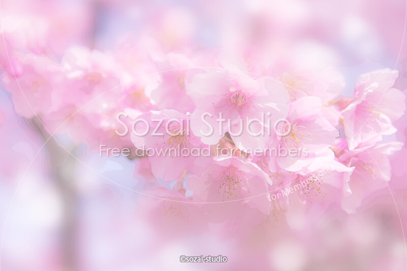 ブログ記事用無料イメージ画像：春のシリーズ桜の花（１）｜素材スタジオ