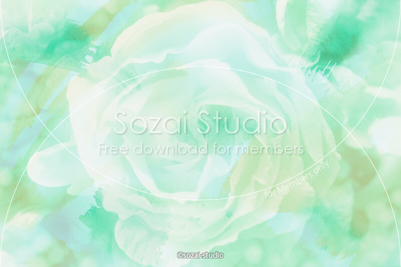 ブログ記事用無料イメージ画像：花シリーズ薔薇の花（１）｜素材スタジオ