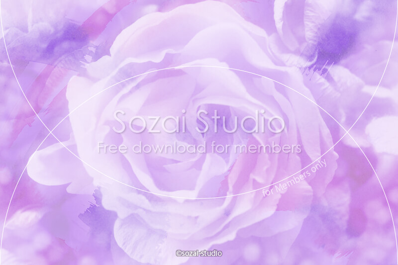 ブログ記事用無料イメージ画像：花シリーズ薔薇の花（１）｜素材スタジオ