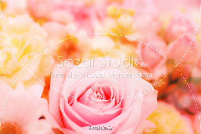 ブログ記事用無料イメージ画像：花シリーズ薔薇の花（2）｜素材スタジオ