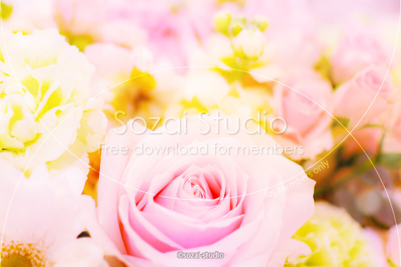 ブログ記事用無料イメージ画像：花シリーズ薔薇の花（2）｜素材スタジオ