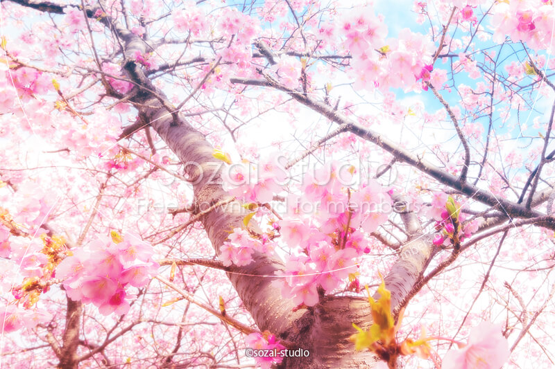 ブログ記事用無料イメージ画像：春のシリーズ桜の花（2）｜素材スタジオ