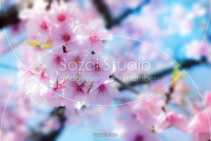 ブログ記事無料アイキャッチ画像：桜のイメージ画像（２）４素材