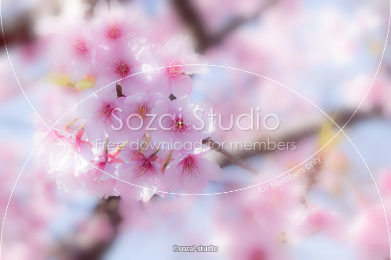 ブログ記事無料アイキャッチ画像：桜のイメージ画像（２）４素材
