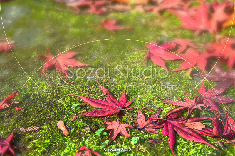 ブログ記事用無料イメージ画像：紅葉の落ち葉 苔の上のモミジ４素材｜素材スタジオ