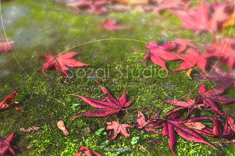 ブログ記事用無料イメージ画像：紅葉の落ち葉 苔の上のモミジ４素材｜素材スタジオ