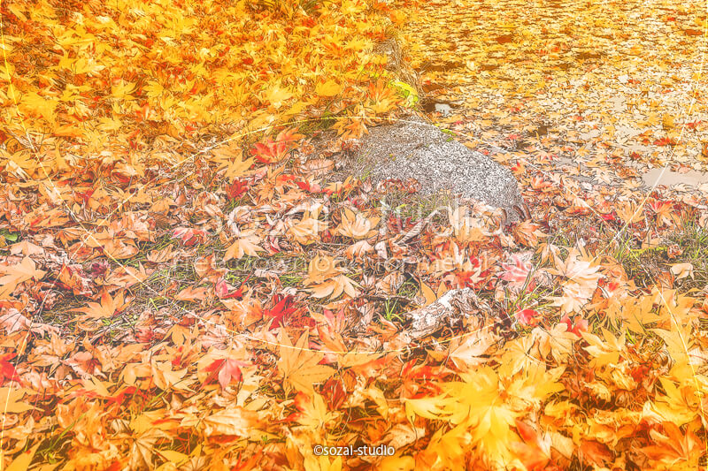 ブログ記事用無料イメージ画像：秋の風景紅葉の絨毯 ４素材｜素材スタジオ
