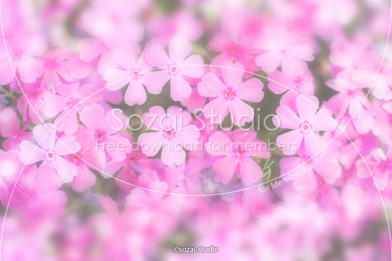 ブログ記事用無料イメージ画像：アイキャッチピンクの芝桜 ４素材