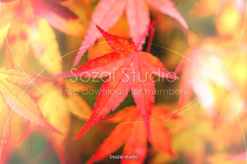ブログ記事用無料イメージ画像：モミジの葉 紅葉アップ ４素材｜素材スタジオ