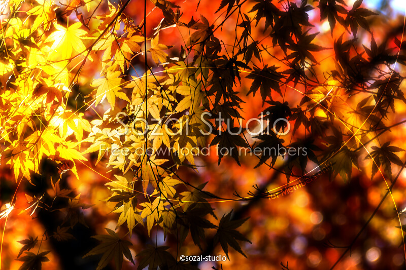 ブログ記事用無料イメージ画像：紅葉のある風景 明と暗４素材｜素材スタジオ