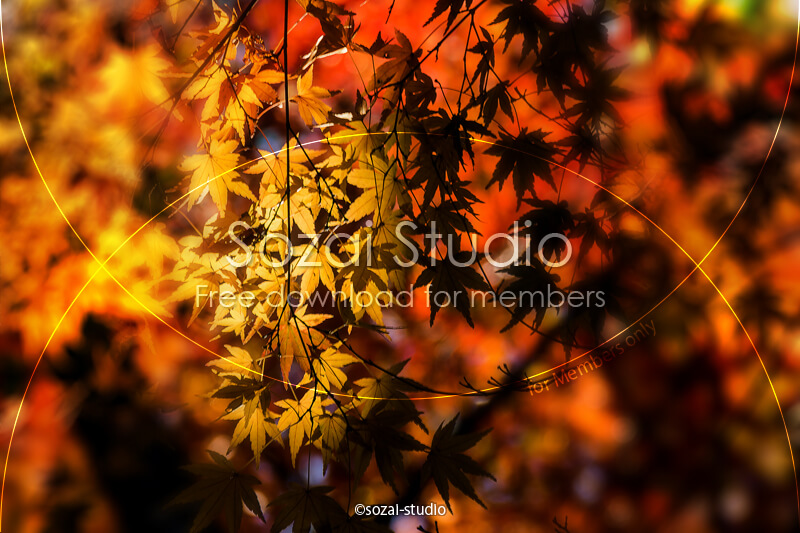 ブログ記事用無料イメージ画像：紅葉のある風景 明と暗４素材｜素材スタジオ