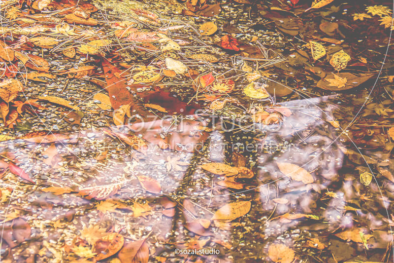 ブログ記事無料アイキャッチ画像：紅葉 池の中の落ち葉４素材