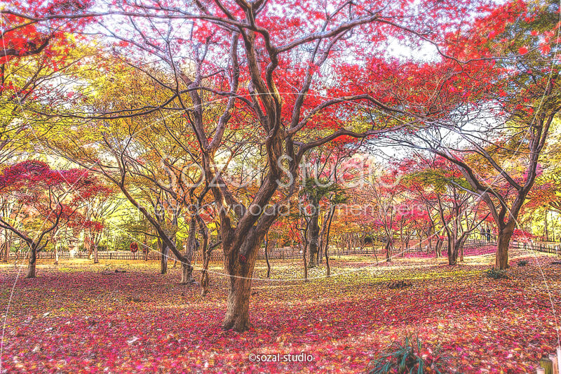 ブログ記事無料アイキャッチ画像：紅葉の風景 カエデ園４素材｜素材スタジオ