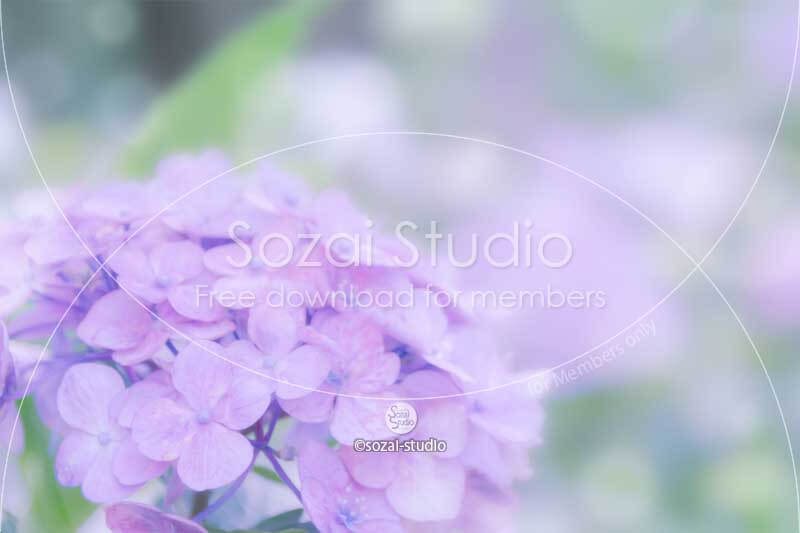 紫陽花〜淡い紫のアジサイ：ブログ記事無料アイキャッチ画像