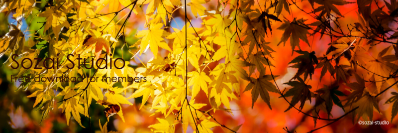 ブログヘッダー用無料画像：黄色いもみじ 秋の黄葉イメージ画像