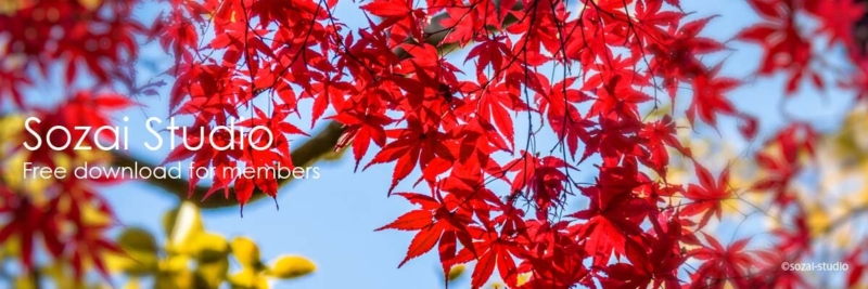 ブログヘッダー用無料画像：秋の彩 もみじのイメージ画像