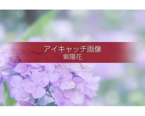 紫陽花〜淡い紫のアジサイ：ブログ記事無料アイキャッチ画像