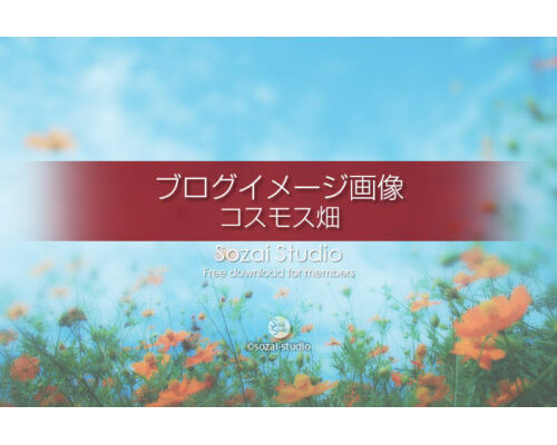 ブログ記事無料アイキャッチ画像：オレンジのコスモス畑４素材