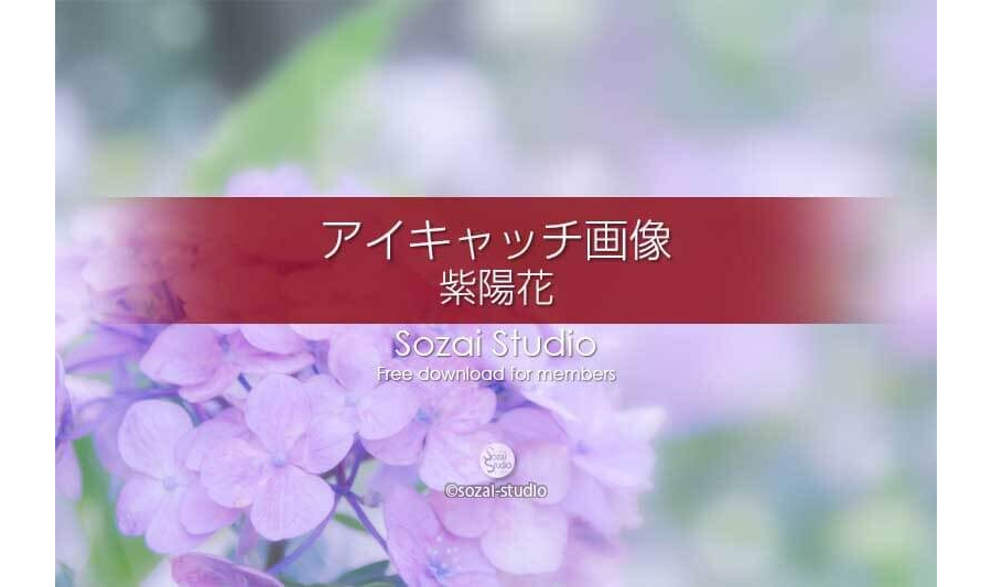 紫陽花〜淡い紫のアジサイ：ブログ記事無料アイキャッチ画像
