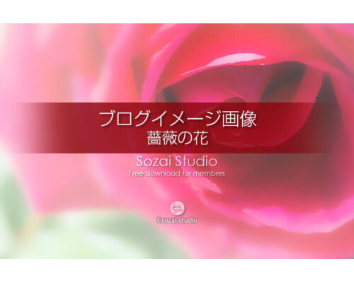 ブログ記事用無料イメージ画像：花シリーズ薔薇の花（3）４素材