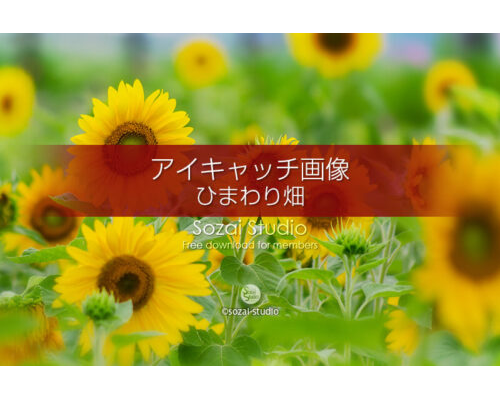 ブログ記事無料アイキャッチ画像：ひまわり畑のひまわり（１）