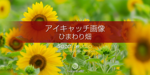 ブログ記事無料アイキャッチ画像 ひまわり畑のひまわり １