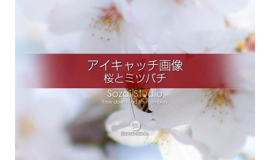 桜の花びら画像〜桜とミツバチ：ブログ記事無料アイキャッチ画像